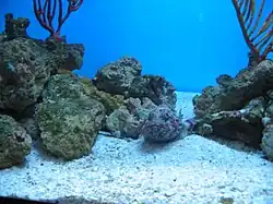 Stone fish