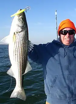 Rockfish