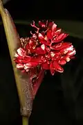 Durban Botanic Gardens, Durban