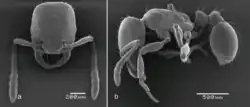 Rendering of species
