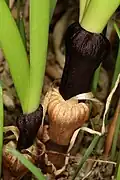 Lower portion of plants, showing two bicoloured, inflated, collar-like basal sheaths
