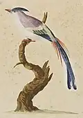Study of a bird by Ann Lee