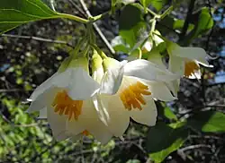 Styrax officinalis