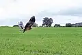 Imperial Eagle