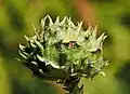 Seed cone