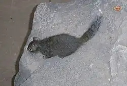 Gray squirrel