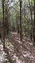 A stand of cedars