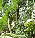 Swiss chard
