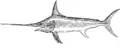 Swordfish are teleosts