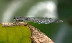 Female, brown form