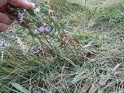 Stems