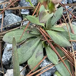 Basal leaves