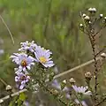 S. walteri: Photo of Symphyotrichum walteri taken 21 December 2019 in Orange County, Florida, US.