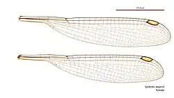 Female wings