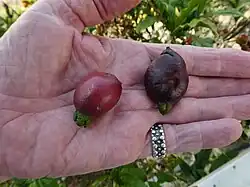 Fruit