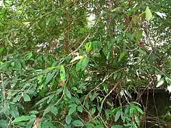 Weeping habit