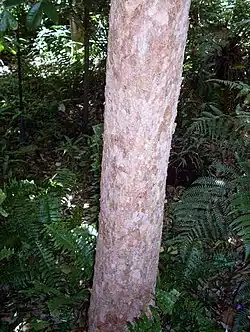 Bark