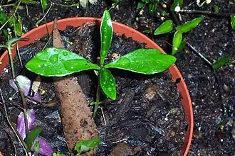 Seedling
