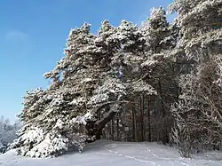 Tõrvanõmme pine