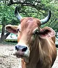Taiwan yellow cattle
