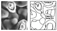 Picture of sintered tantalum with dielectric layer.