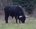 "Latino": 50%&nbsp;Sayaguesa, 25%&nbsp;Fighting cattle, 25%&nbsp;Heck