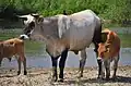 "Larissa": Chianina × (Sayaguesa × (Heck × Chianina))