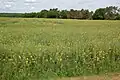 fallow dominated by wild mustard