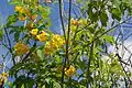 Large shrub
