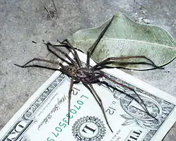 E. atrica can attain a leg span of up to 4 inches (100&nbsp;mm). This specimen from the USA is approximately 3 inches (76&nbsp;mm)