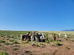 A herd of alpaca standing in a field