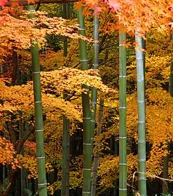 Acer palmatum trees and bamboo in Japan
