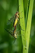 Tenthredopsis sp., copula