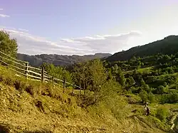 Terca