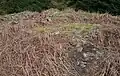 Craigcaffie ( Teroy ) Broch or Fort