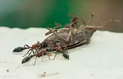 T. rufonigra feeding on beetle