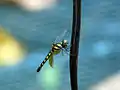 Female