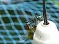 Mating