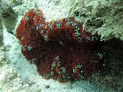 Red color morph