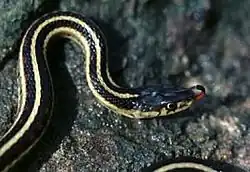 Image 16A red-sided garter snake (from Narcisse Snake Dens)