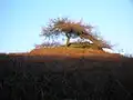 The Cat Craig in the dying winter sunshine.