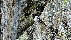 The Eurasian magpie, a common sight in Kargil
