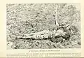 Confederate Casualty trenches at Petersburg April 1865