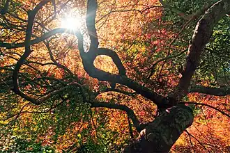 Sun seen through the tree canopy.