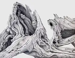 The Weathered Cedar, silverpoint, Jeannine Cook. Collection of the British Museum, London, England.