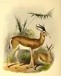 Illustration of G. d. isabella