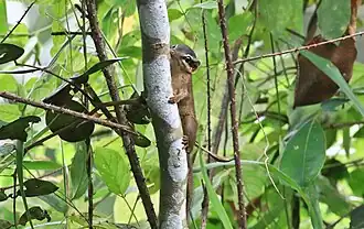 Northern smooth-tailed treeshrew (Dendrogale murina)