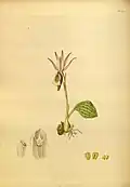 C. bulbosa in "Paradisus Londinensis"