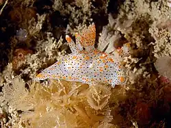 Thecacera pennigera
