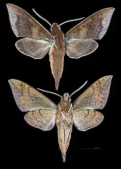 Theretra castanea